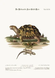 Die Afrikanische Landschildkröte. Die kleine gefleckte Graue Eidechse, 1749-73